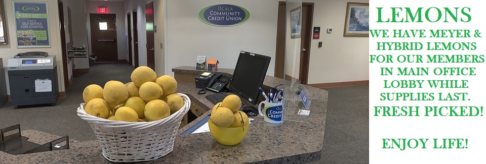12-01-2022 Meyer & Hybrid Lemons in Lobby Today